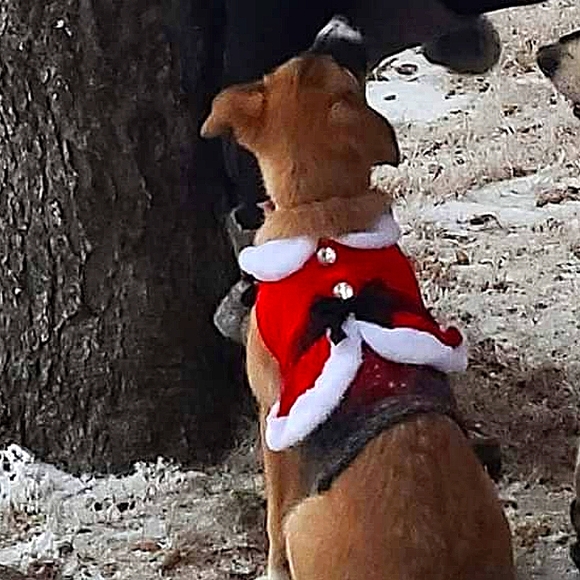 Puppy dress + puppy touqe - Picture 4 of 4